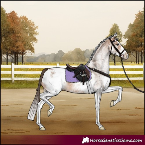Horse Color:White Spotted Bay Dun Splash Appaloosa 