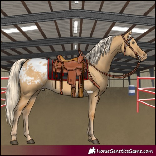 Horse Color:Palomino Dun Blanket 