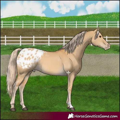 Horse Color:Palomino Dun Appaloosa 