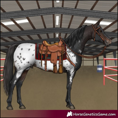 Horse Color:Brown Near Leopard