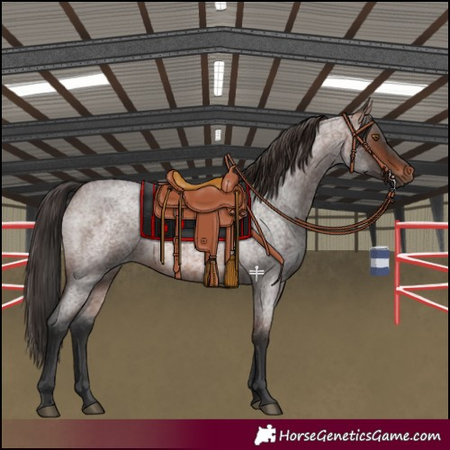 Horse Color:Brown Roan Rabicano 