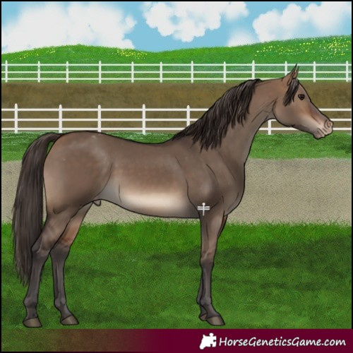 Horse Color:Bay Dun Appaloosa