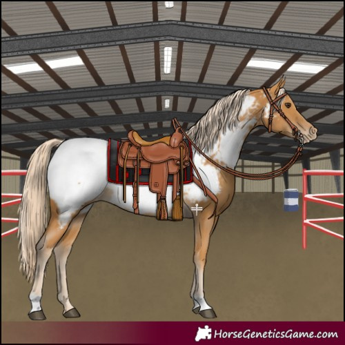 Horse Color:Palomino Near Fewspot 