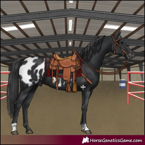Horse Color:Black Blanket 