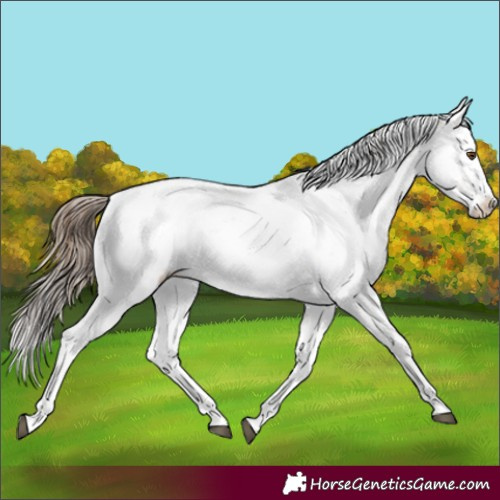 Horse Color:Bay Dun Sabino Appaloosa Rabicano