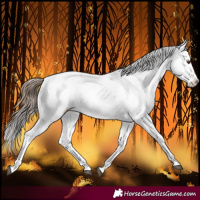 Horse Color:Bay Dun Sabino Near Leopard Rabicano 