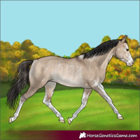 Horse Color:Brown Dun Sabino Rabicano 