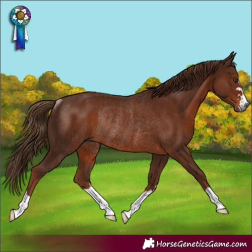 Horse Color:Gray Chestnut Rabicano