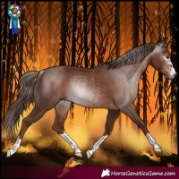 Horse Color:Gray Chestnut Rabicano