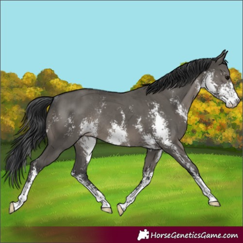 Horse Color:Grullo Sabino Rabicano Brindle 