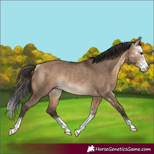 Horse Color:Bay Dun Sabino Rabicano 