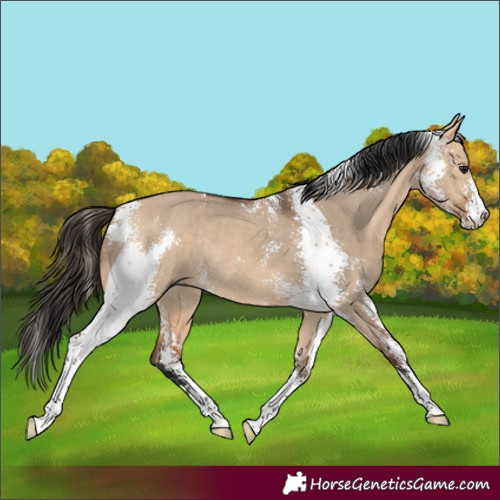 Horse Color:Bay Dun Sabino Rabicano
