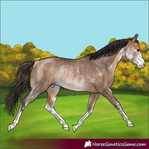 Horse Color:Bay Dun Sabino Rabicano Brindle
