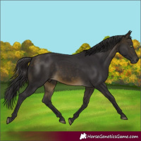 Horse Color:Buckskin Rabicano