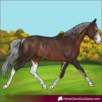 Horse Color:Silver Brown Sabino Rabicano