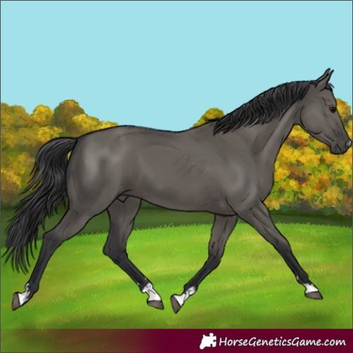 Horse Color:Grullo
