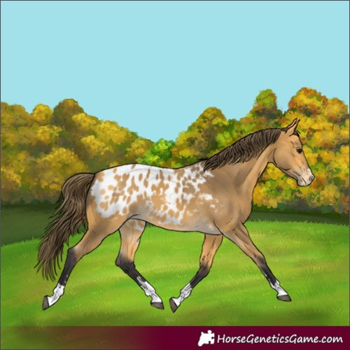 Horse Color:Buckskin Blanket