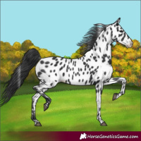 Horse Color:Black Near Leopard