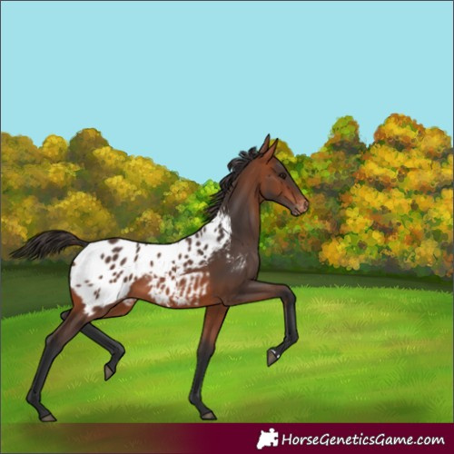 Horse Color:Bay Appaloosa 