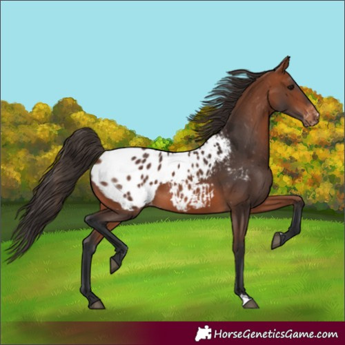 Horse Color:Bay Appaloosa 