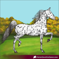Horse Color:Smoky Black Near Leopard 