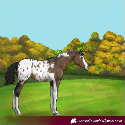 Horse Color:Gray Brown Dun Tobiano Appaloosa