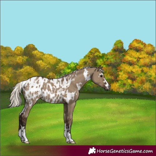 Horse Color:Gray White Spotted Silver Grullo Appaloosa 