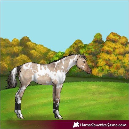 Horse Color:Unknown 