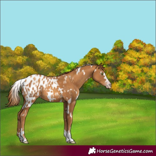 Horse Color:Gray White Spotted Gold Champagne Appaloosa