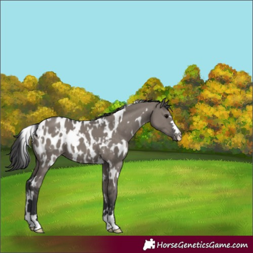 Horse Color:White Spotted Grullo Appaloosa 