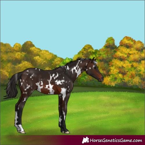 Horse Color:Gray White Spotted Bay 