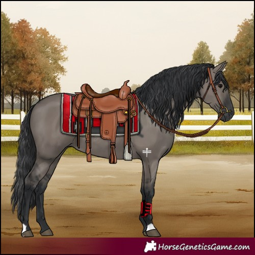 Horse Color:Grullo