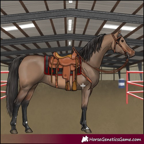 Horse Color:Brown Dun 