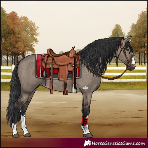 Horse Color:Brown Dun