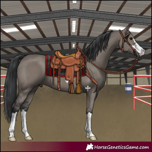 Horse Color:Grullo 