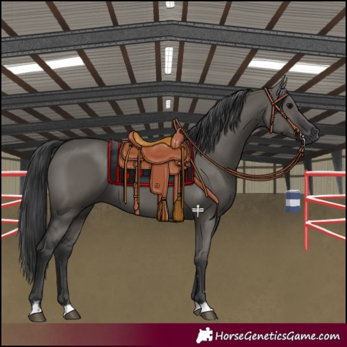 Horse Color:Grullo