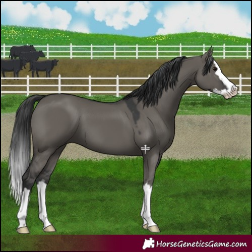 Horse Color:Grullo Splash