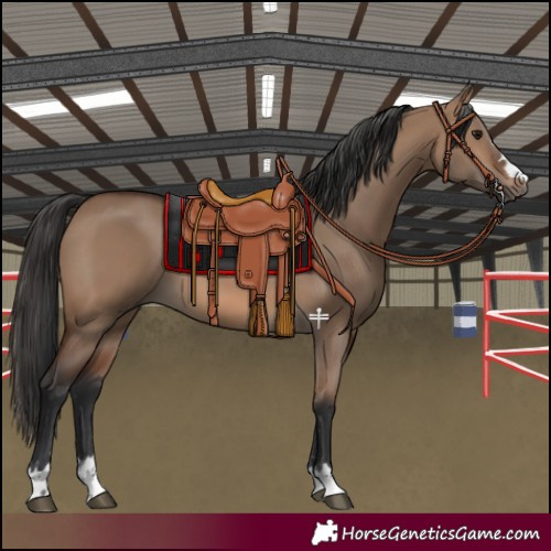 Horse Color:Brown Dun 