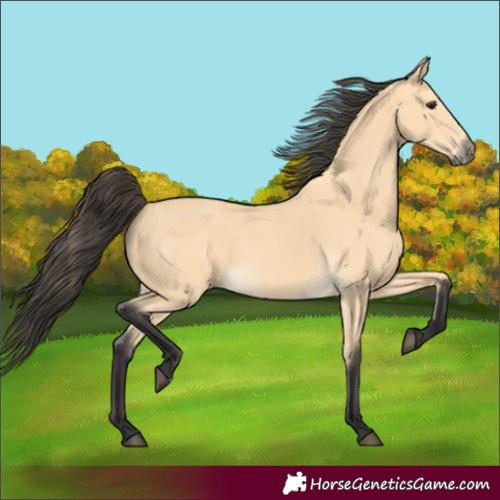 Horse Color:Buckskin