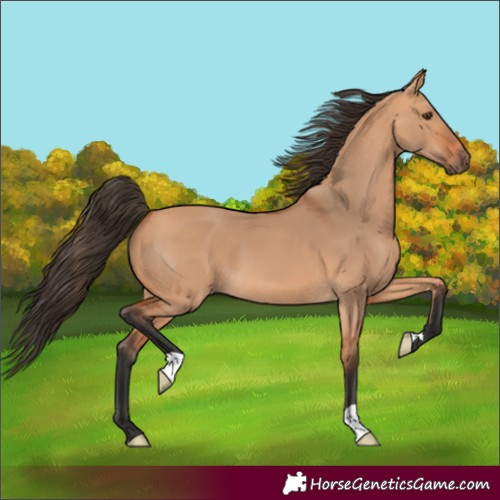 Horse Color:Unknown 