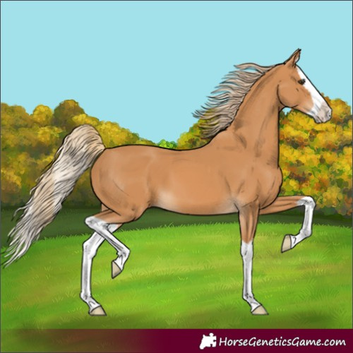 Horse Color:Unknown 