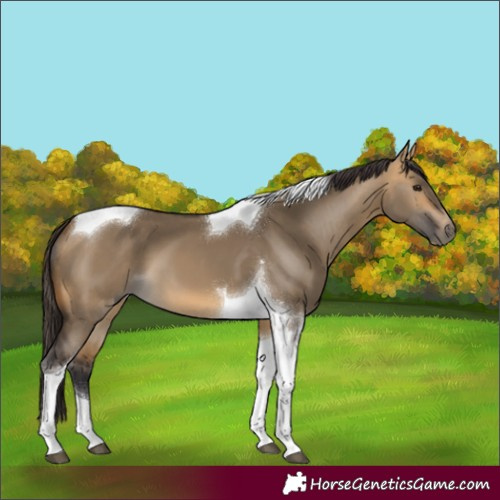 Horse Color:Buckskin Dun Tobiano 