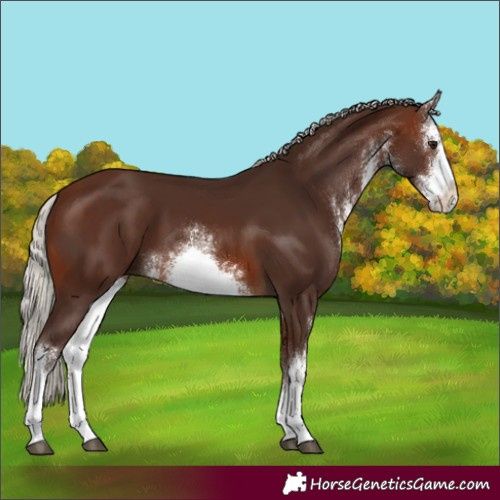 Horse Color:White Spotted Silver Brown Rabicano 