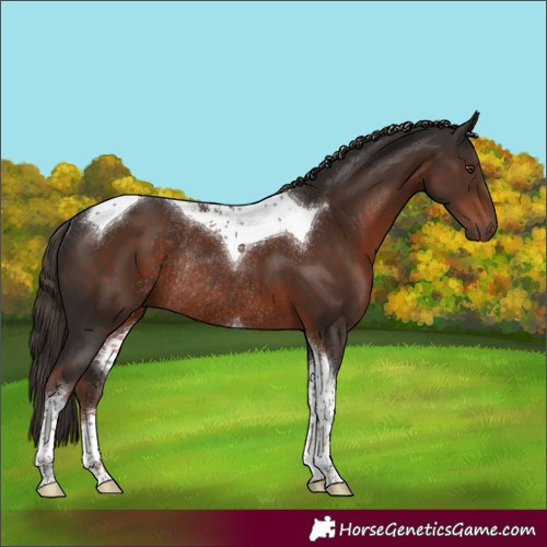 Horse Color:Liver Chestnut Tobiano Rabicano