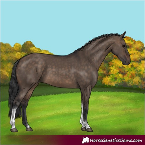 Horse Color:Brown Dun Tobiano Rabicano