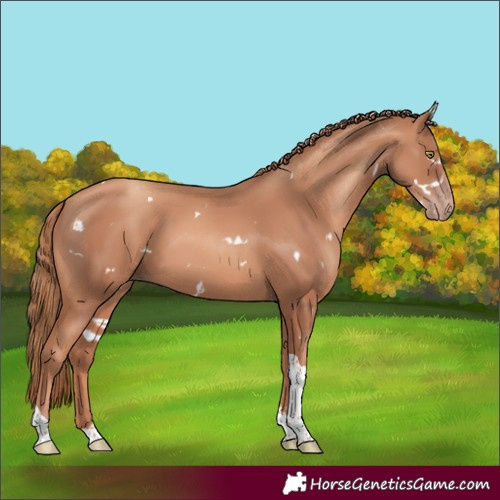 Horse Color:White Spotted Gold Champagne Tobiano Rabicano