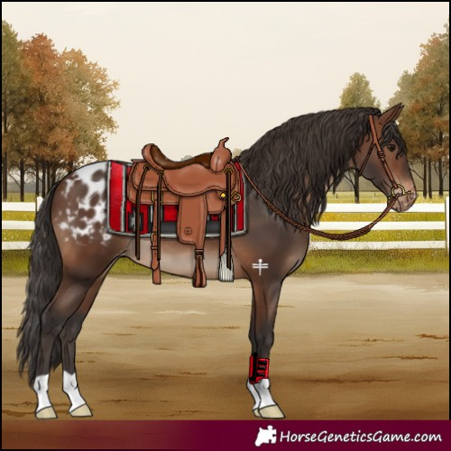 Horse Color:Brown Blanket