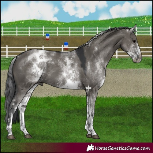 Horse Color:White Spotted Grullo Tobiano