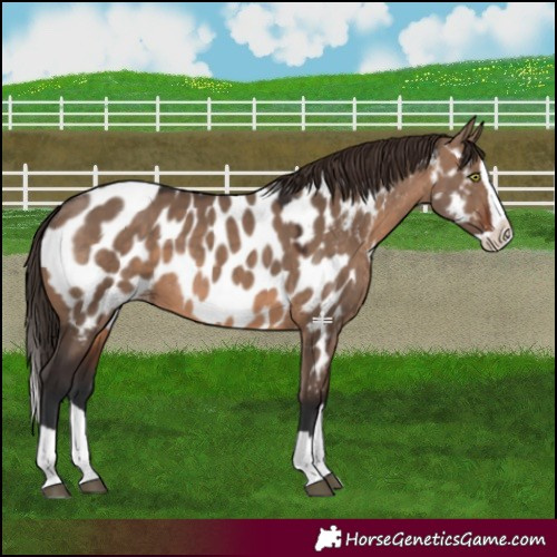 Horse Color:Brown Dun Splash Near Leopard 