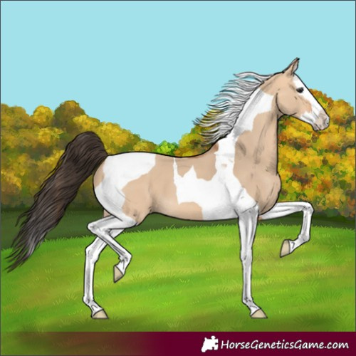 Horse Color:Bay Dun Splash Tobiano